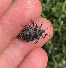 Brochymena affinis