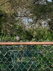 Dumetella carolinensis