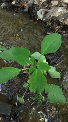Impatiens pallida