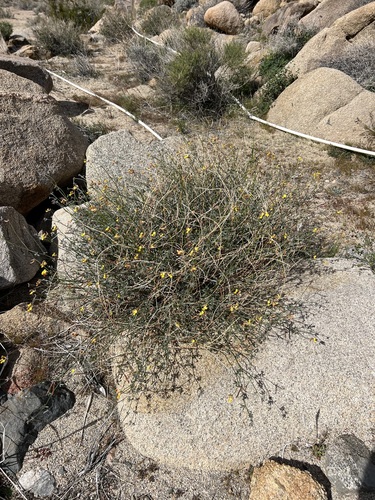 Acmispon rigidus, photograph 4