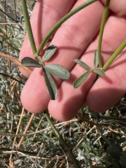 Acmispon rigidus, photograph author not stated, no rights reserved