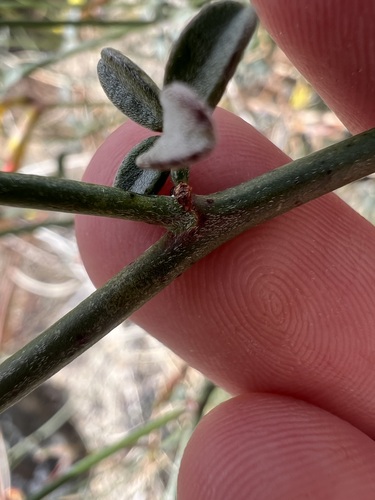 Acmispon rigidus, photograph 3