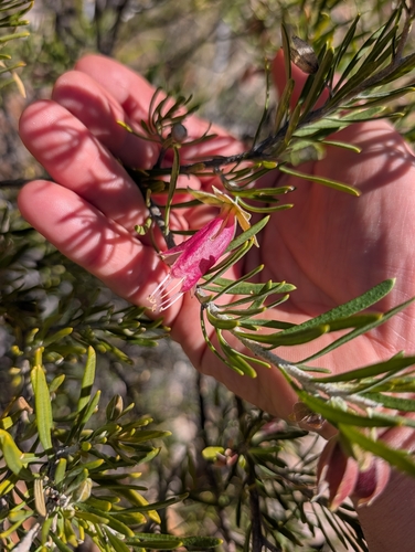 Eremophila latrobei