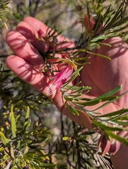 Eremophila latrobei