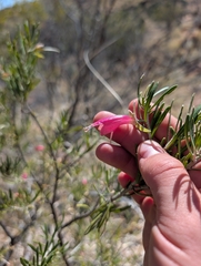 (c) maxark, some rights reserved (CC BY) Eremophila latrobei, photograph (c) maxark, some rights reserved (CC BY)