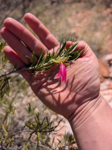 Eremophila latrobei, photograph 3