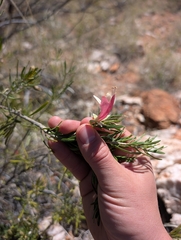 (c) maxark, some rights reserved (CC BY) Eremophila latrobei, photograph (c) maxark, some rights reserved (CC BY)