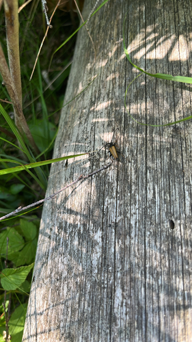 Red Pine Longhorn Beetle