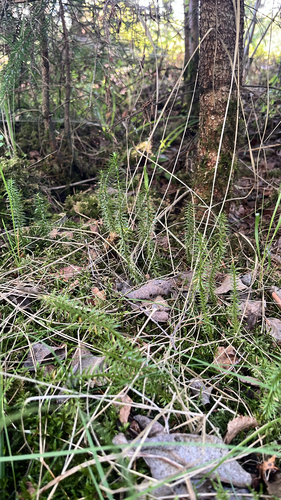 interrupted clubmoss