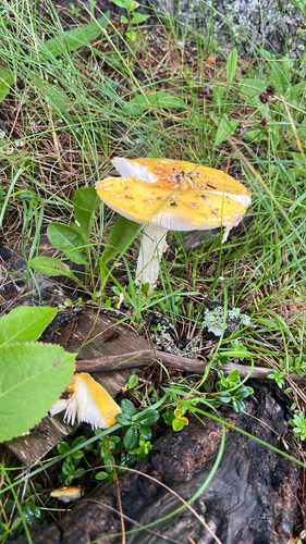 Fly Agaric