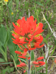Castilleja coccinea