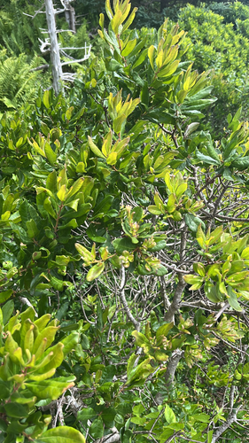 northern bayberry