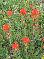 Castilleja coccinea