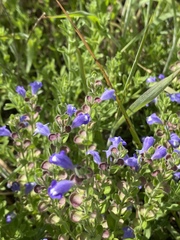 Scutellaria wrightii