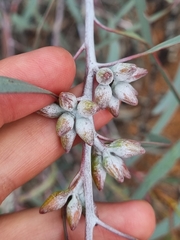 Eucalyptus campaspe