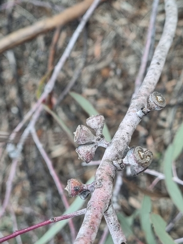Eucalyptus campaspe, photograph 2