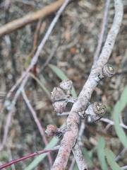 Eucalyptus campaspe, photograph (c) Malcolm Simard, some rights reserved (CC BY)