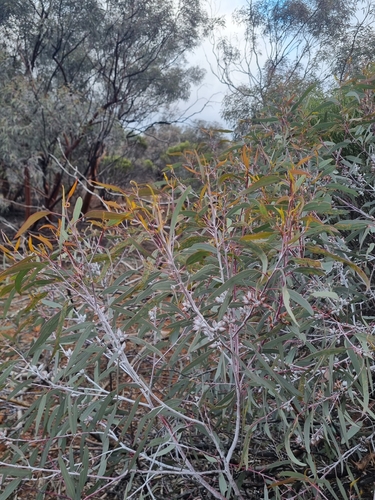 Eucalyptus campaspe, photograph 3