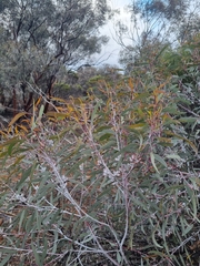 Eucalyptus campaspe, photograph (c) Malcolm Simard, some rights reserved (CC BY)