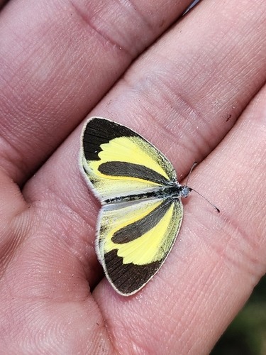 Barred Yellow