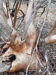 Eucalyptus campaspe, photograph (c) Malcolm Simard, some rights reserved (CC BY)
