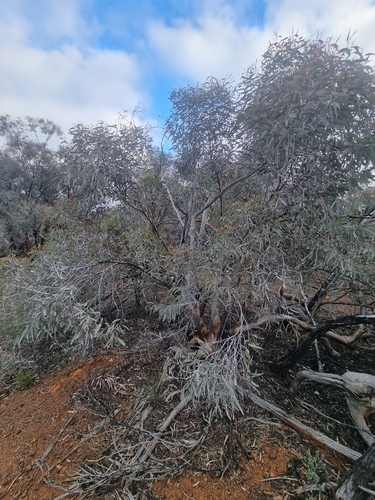 Eucalyptus campaspe, photograph 5