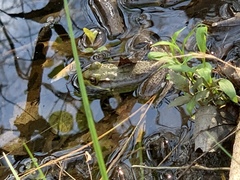 Lithobates clamitans