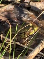 Lithobates clamitans