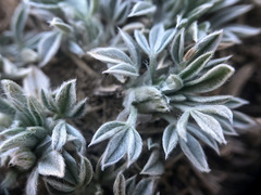 Astragalus gilviflorus