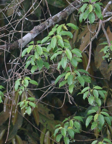 Macaranga conifera observed 2026-06-24