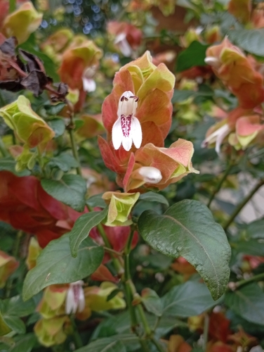 Shrimp plant