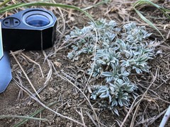 Astragalus gilviflorus