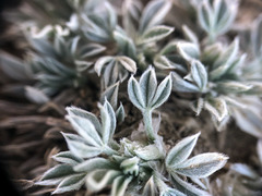 Astragalus gilviflorus