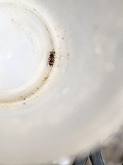 Pseudomethoca bequaerti