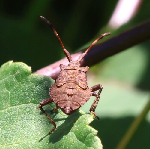 Dock Bug