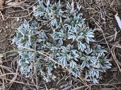 Astragalus gilviflorus