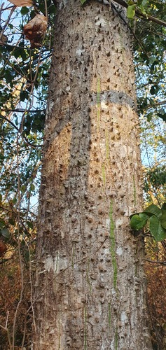 Ceiba pubiflora