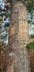Ceiba pubiflora