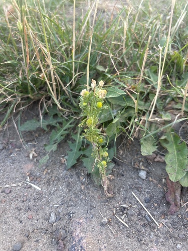 pineapple-weed