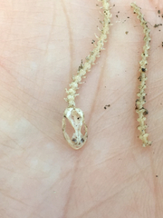 Batrachoseps major major