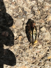 Chalcophora mariana massiliensis