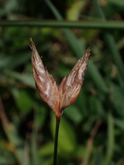 Abildgaardia ovata, photograph (c) chiuluan, some rights reserved (CC BY)