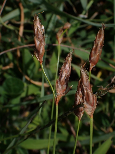 Abildgaardia ovata