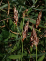 Abildgaardia ovata, photograph (c) chiuluan, some rights reserved (CC BY)