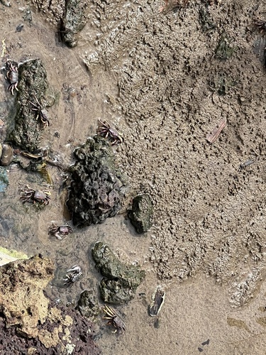 West African Fiddler Crab