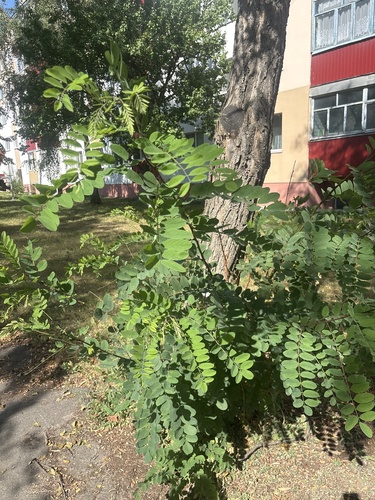 black locust