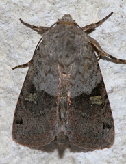 Ulolonche disticha