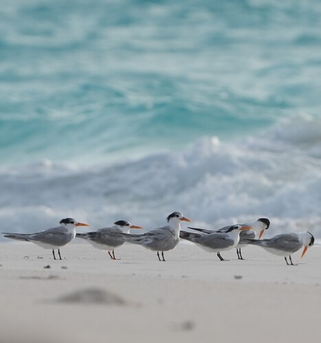iNaturalist image