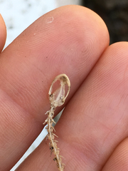 Batrachoseps major major