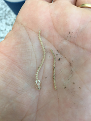 Batrachoseps major major